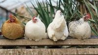 Multas de hasta 3.000 euros por tener gallinas sin registrar para producir huevos de autoconsumo