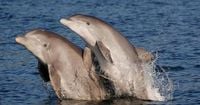 New study suggests stranded dolphins could have dementia
