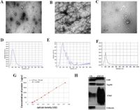 Exosomal miR-92a-3p serves as a promising marker and potential therapeutic target for adenomyosis - Scientific Reports