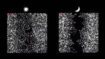 Fibroblastlar Yara İyileşmesinde Gündüzleri Daha Aktif!