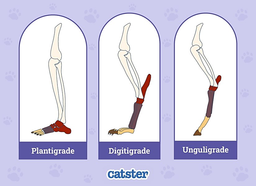 Üç Temel Yürüyüş Biçimi