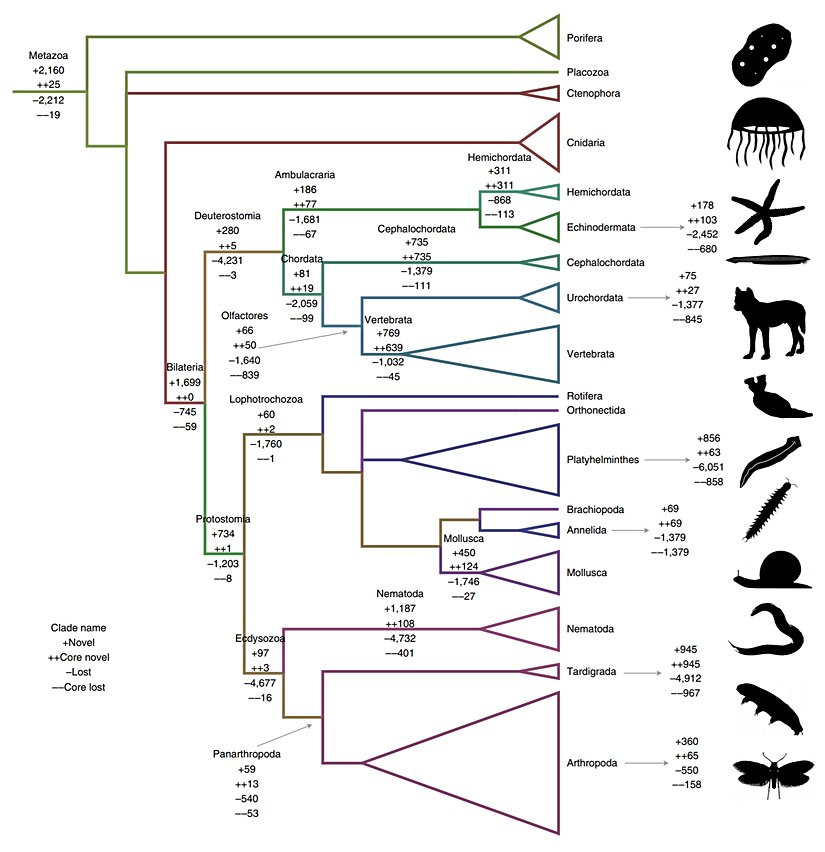 Hayvanlar Alemi'ndeki atasal genlerin kazanım ve yitimlerinin grafiği