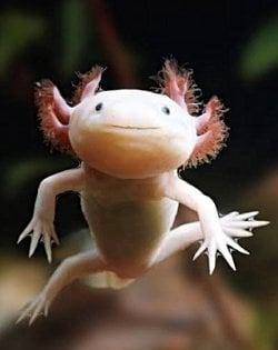 Bu axolotl isimli canlı hangi türe giriyor sürüngen mi yoksa balık mı ve hangi ara geçiş canlısı asıl atası nedir ve nasıl bu hale evrimleşti?