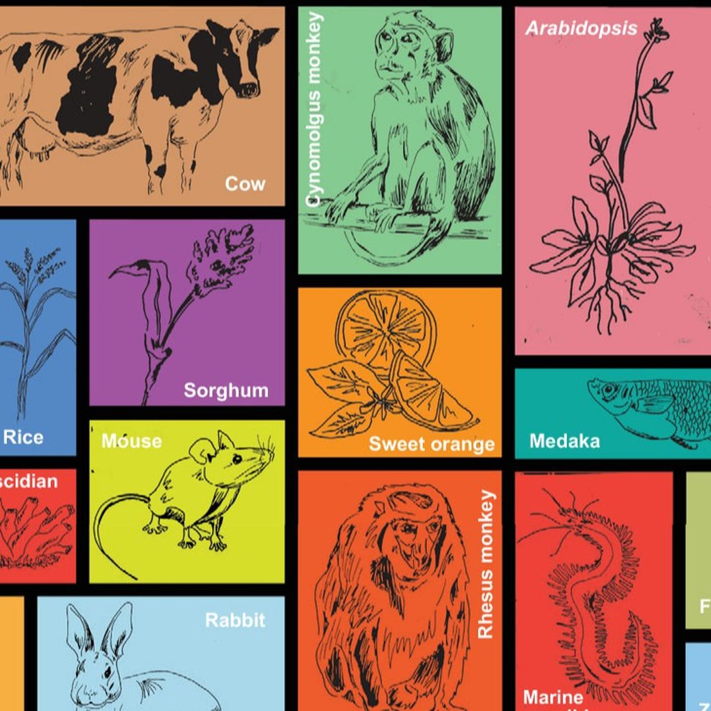 Model Organizma Nedir? Yapılan Bilimsel Araştırmalarda Hangi Model Organizmalar Kullanılmaktadır?