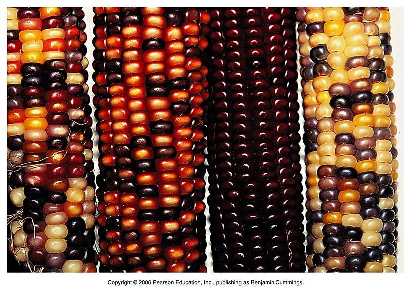 Mısır tanelerinde meydana gelen noktalanmaların sebebi transpozonlardır. Mısır koçanları üzerinde yapılan çalışmalar, transpozonların evrimsel öneminin anlaşılmasında büyük rol oynamıştır.