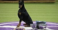 Penny the Doberman pinscher wins best in show at 150th Westminster Kennel Club Dog Show