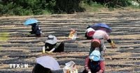 Tổng thống Hàn Quốc ban bố tình trạng thảm họa quốc gia do hạn hán