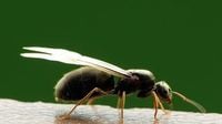 Aldi's 89p bakery staple repels flying ants - as 'tens of millions' to swarm UK
