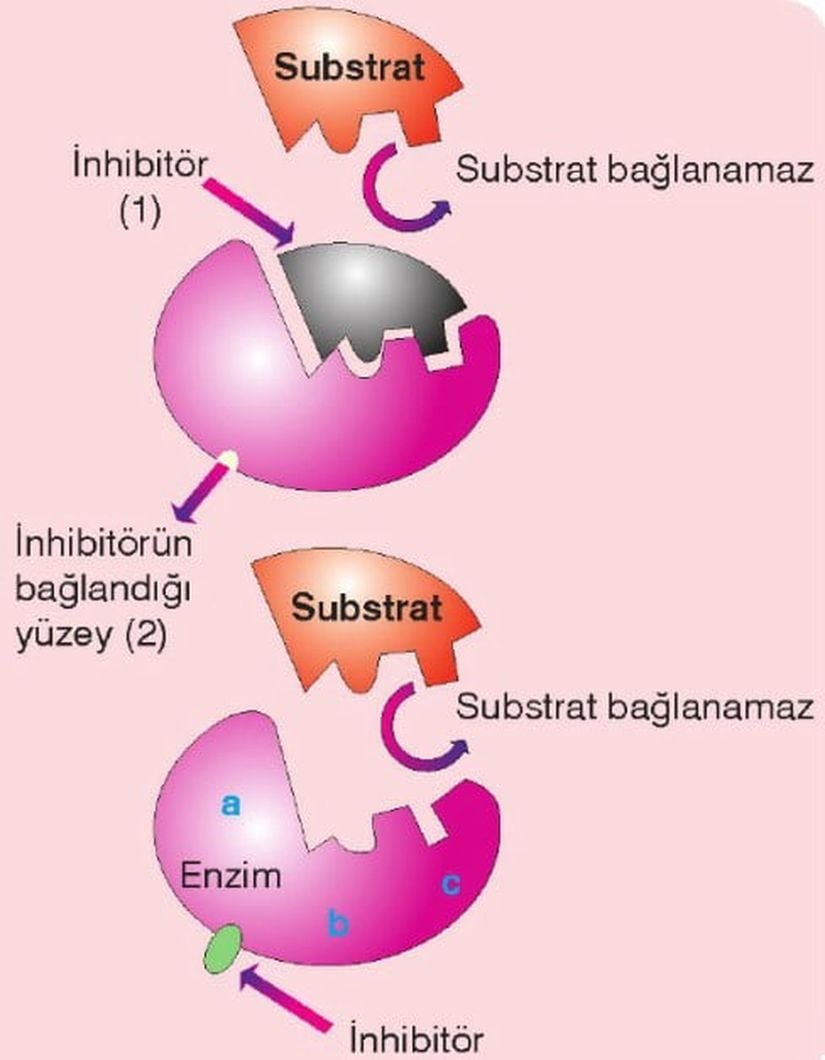 Enzim inhibitörlerinin kısaca çalışma mekanizmasını simgeleyen gösterim.