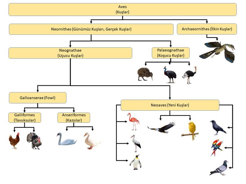 Yaklaşık 121 milyon yıl önce ilk üyelerinin görüldüğü avian dinozorlar (kuşlar) ve taksonomisi