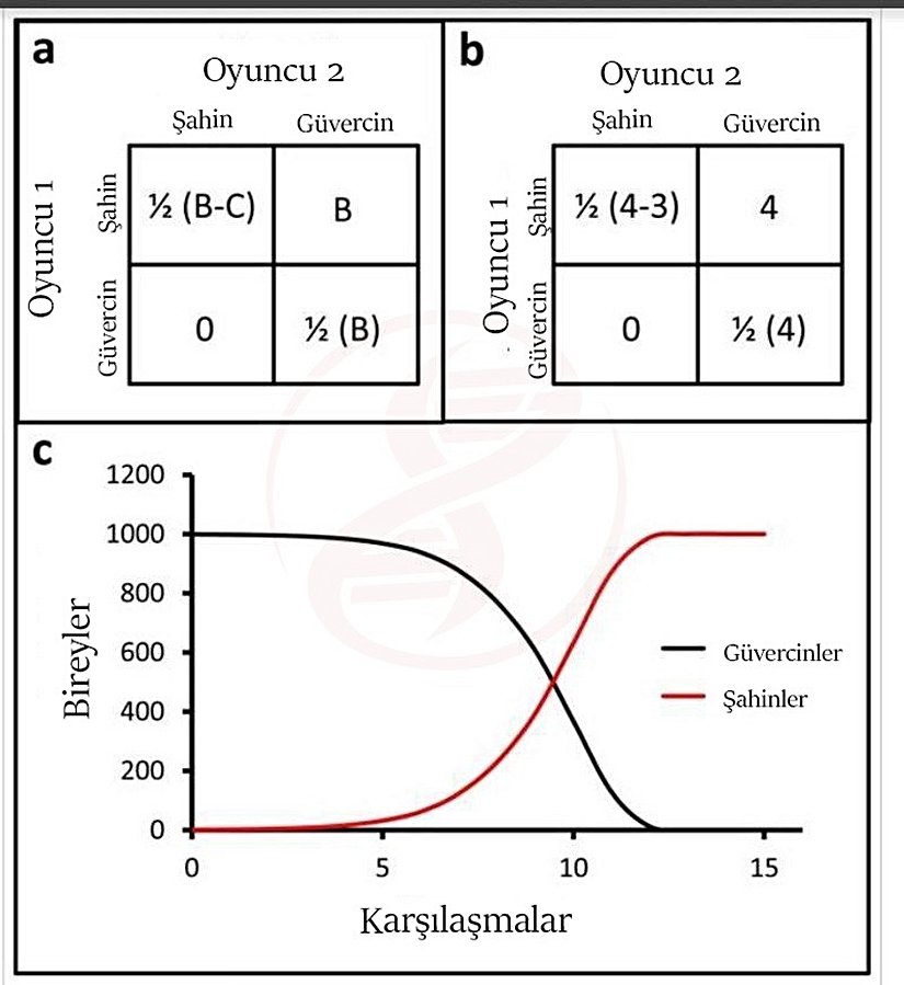 Şekil 1: Şahin – güvercin stratejilerinin karşılaşması. Kaynak:  2012 Nature Education All rights reserved.