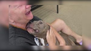 Families Joyfully Reunite With Their Lost Pets