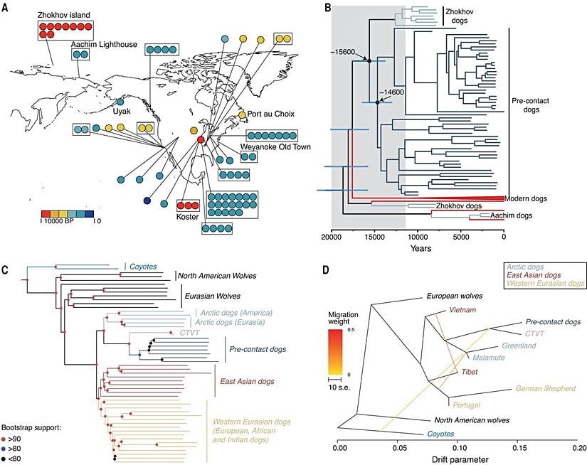 Amerika'daki köpeklerin evrimsel geçmişine yönelik bir araştırma...