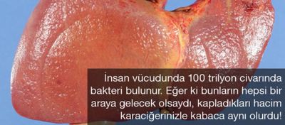 Vücudunuzdaki İnsan-Dışı Yaşam Unsurları!