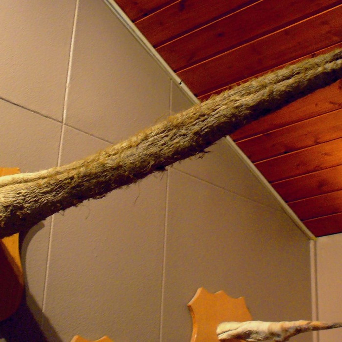 Dünya'nın En Uzun ve Büyük Penisli Canlısı Hangi Türdür?