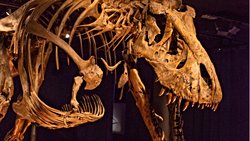 T.REX'İN 3 FARKLI DİNOZOR TÜRÜNÜN BİRLEŞİMİ OLDUĞUNU ÖNE SÜREN KOMPLO TEORİSİ