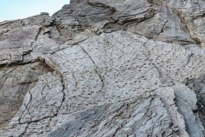 Ancient Dinosaur Footprints Unearthed In Italian Alps