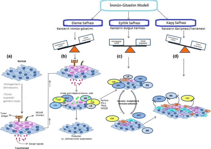 İmmün-Gözetim Modeli. Eğer kanserojen faktörler immün-gözetime baskın gelirse prognoz kötüleşir; eğer immün-gözetim baskın gelirse kanser elimine edilir.