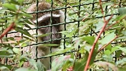 Hayvan Etiği ile İlgili Okumanız Gereken 20 Kitap