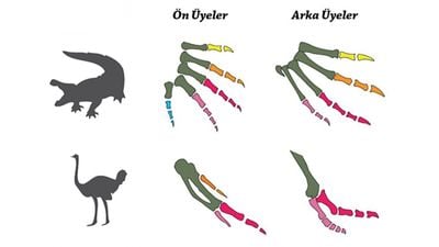 Kuşlarda ve Timsahlarda Üyelerin Evrimi ve Körelmesi...