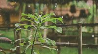 UH Mānoa celebrates Earth Week | University of Hawaiʻi System News