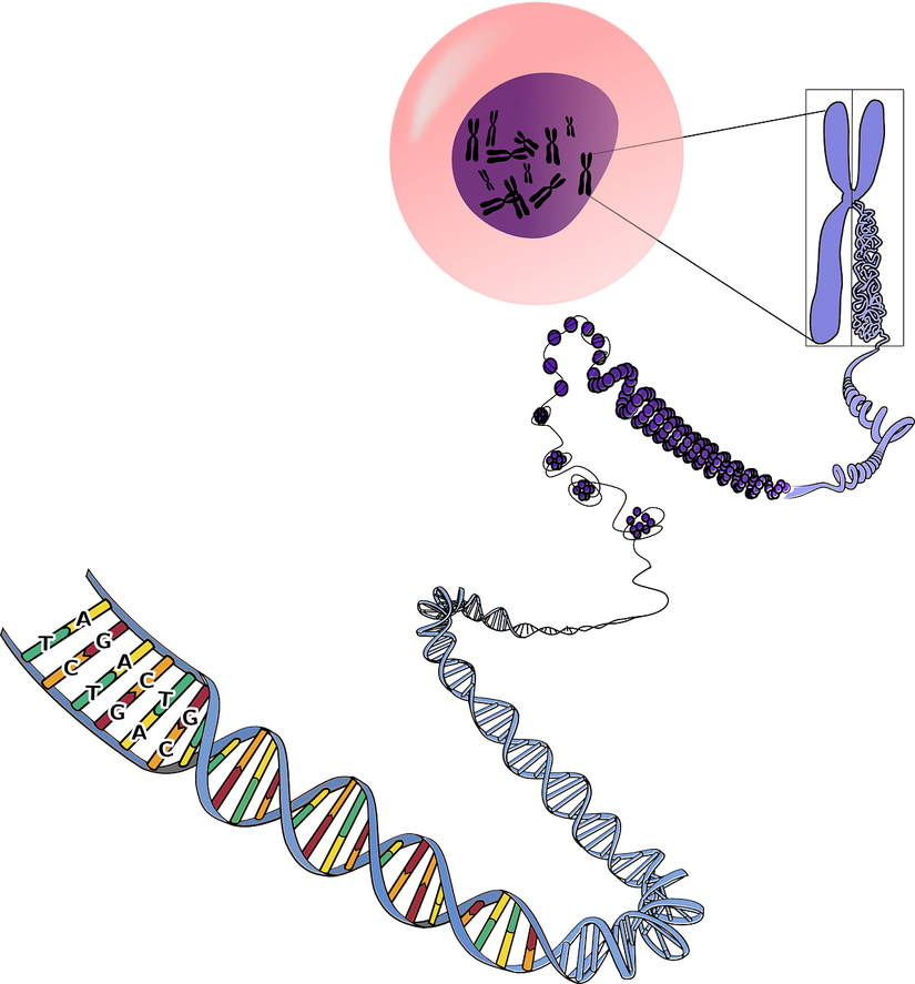 DNA'nın proteinlerce sıkıştırılarak kromozom formatında saklanması