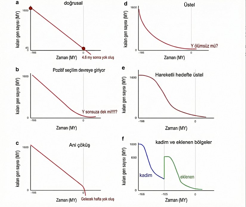 Şekil 1: Y kromozomunun yok oluşunu öngören çeşitli modeller.  a) Y kromozomunun 4,6 milyon yıl içinde kaybolacağını öngören doğrusal model,  b) Jennifer Hughes tarafından önerilen “Y sonsuza dek” modeli,  c) “ani çöküş” modeli,  d) Y kromozomlarının daha yavaş bir bozulma süreci geçireceğini öngören üstel model,  e) Bachtrog’a (2008) benzer biçimde, Y kromozomunun eski (atasal) ve sonradan eklenmiş bölgelerinin dejenerasyonunu açıklayan model.