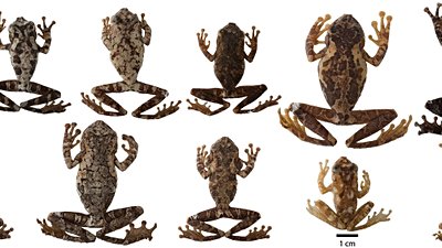 Tür Çeşitliliğinin Nötral Teorisi