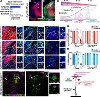 Radial glia integrin avb8 regulates cell autonomous microglial TGFβ1 signaling that is necessary for microglial identity - Nature Communications
