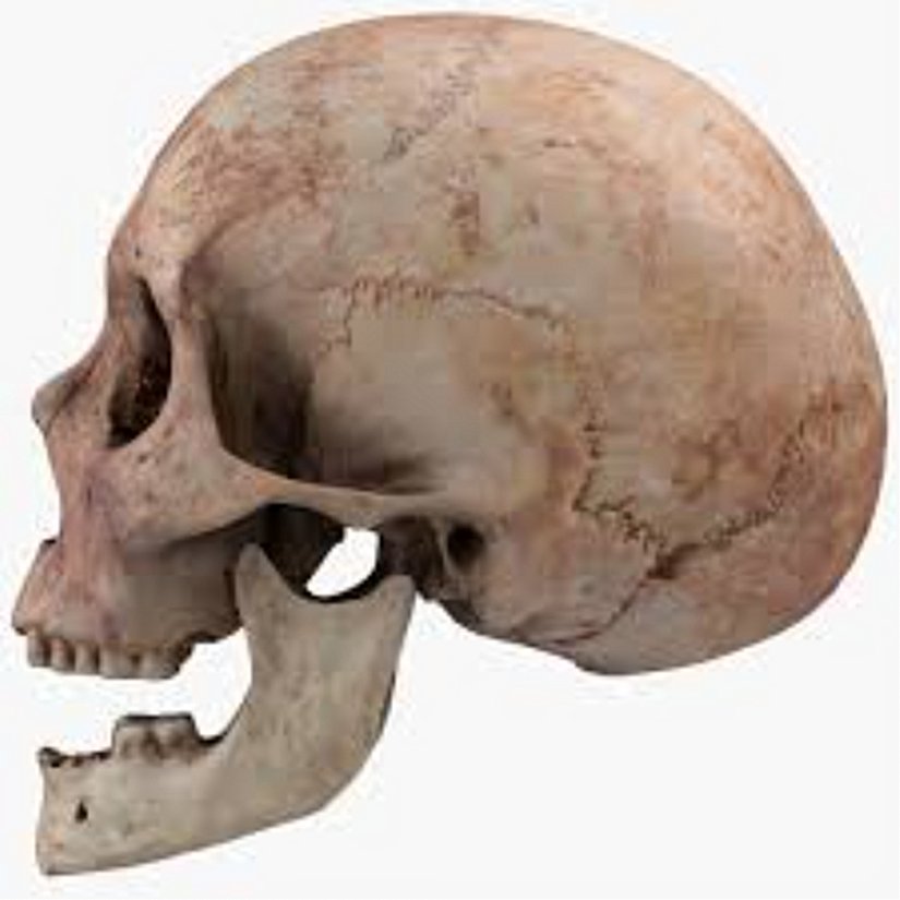 Bir insan kafatasısı