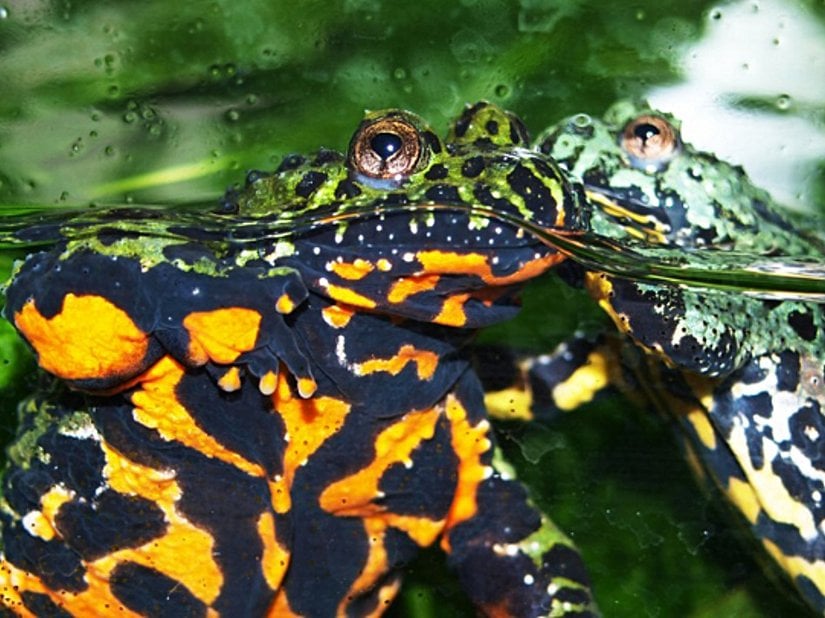 Şekil 19.4.4 : Kızılca kurbağanın karnında, potansiyel avcıları zehirli olduğu konusunda uyaran parlak bir renk bulunur.