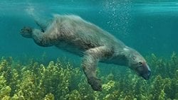 Okyanuslardan Ağaçlara Uzanan Yolculuk: Tembel Hayvanlar Nasıl Evrimleşti? Bu Kadar Yavaş Bir Hayvan Nasıl Oldu da Hayatta Kalabildi?