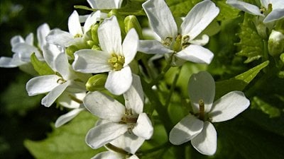 Brassicales (Brassicales)