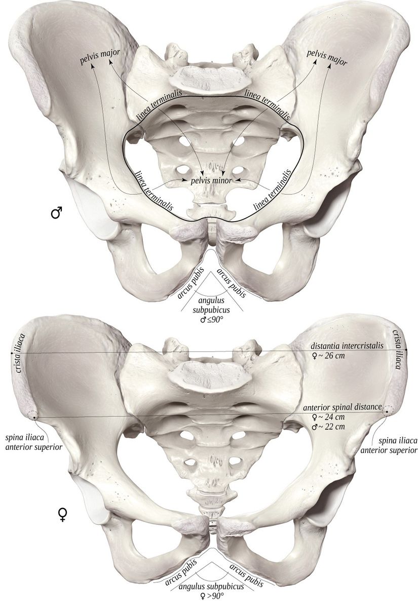 Erkek ve Kadın Pelvisi Arasındaki Boyutsal ve Açısal Farklar