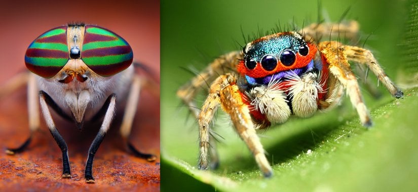 Böceklerde ve örümceklerde bulunan örnek göz yapısı