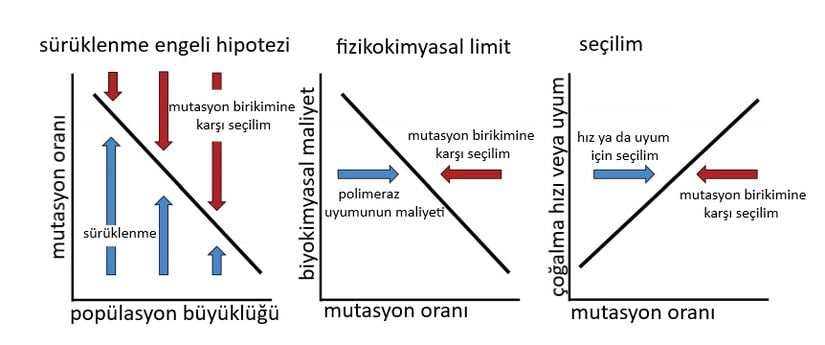 Mutasyon oranlarının neden sıfır olarak evrimleşmediğine dair üç hipotez; (Solda) Sürüklenme engeli hipotezi şunu öne sürüyor: Etkili popülasyon boyutu büyüdükçe zayıflayan sürüklenme, mutasyon oranlarının sıfıra ulaşmasını engeller. (Ortada) Fizikokimyasal sınır hipotezi, mükemmel polimeraz fonksiyonunun maliyetinin mutasyon oranını sıfırdan uzaklaştırdığını varsayar. (Sağda) Seçilim hipotezi, uyum sağlayabilirlik ve/veya çoğalma hızı seçilimin mutasyonu daha yüksek oranlara tetiklediğini öne sürer. Rakamlar yaklaşık eğilimlerdir ve kesin ilişkileri gösterme amacı taşımaz.