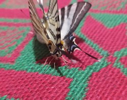 Kelebeklerde mutasyon yaşanır mı?