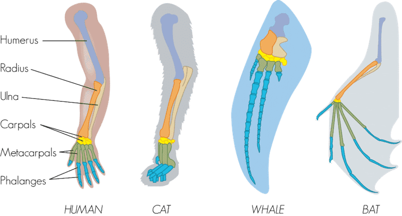 Omurgalı Türlerin Anatomik Karşılaştırılması
