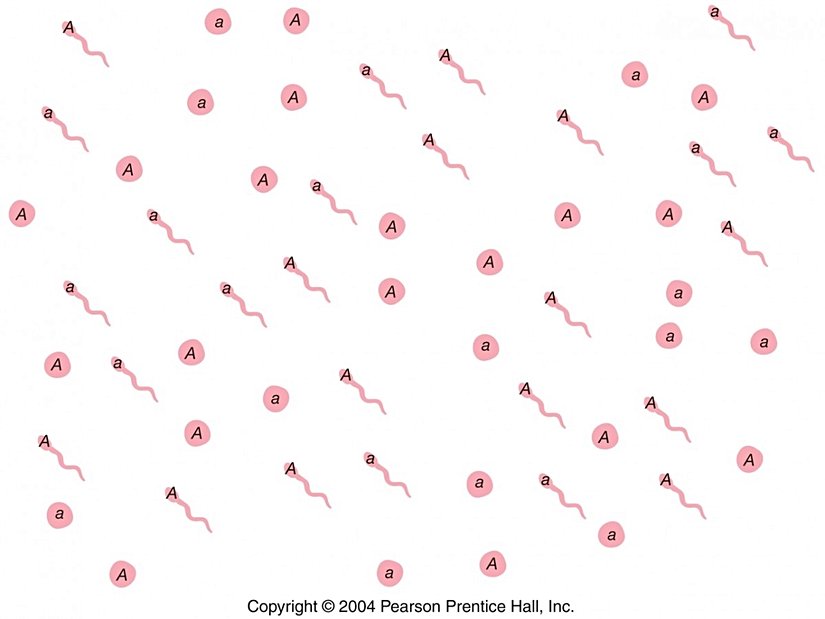 Bir sperm ve yumurta popülasyonu.