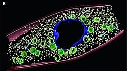 Çekirdek Sahibi Bir Bakteri, Ökaryotların Evrimini Destekleyebilir mi?