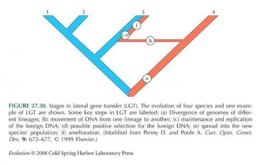 Yukarıdaki Evrim Ağacı'nda, normalde (a) ile işaretlenen dalda, genler dal boyunca atadan toruna aktarılmaktadır. Ancak (b) kısmında, bir plazmid aracılığıyla gen yatay olarak diğer dala ait, türleşme sonrası farklı bir tür olan bir canlıya aktarılmıştır. Normalde bu iki daldan bireyler birbiriyle çiftleşemezler; çünkü artık farklı türlerdir. Ancak yatay gen transferi, buna rağmen gen aktarımını sağlayabilir. Daha sonra da (c-e) ve (f) ile gösterilen kısım, binlerce yıl boyunca gerçekleşen seçilim sonucunda, eğer yeni genler bireylere fayda sağladıysa popülasyon içerisinde yayılır ve sabitlenirler. Değilse de elenerek yok olurlar.