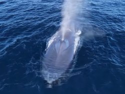Bir mavi balinanın üfleme hızı ve etki alanı nasıl hesaplanmıştır?