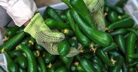 UAE study warns of threat to wild crops key to protecting food chain from climate change | The National