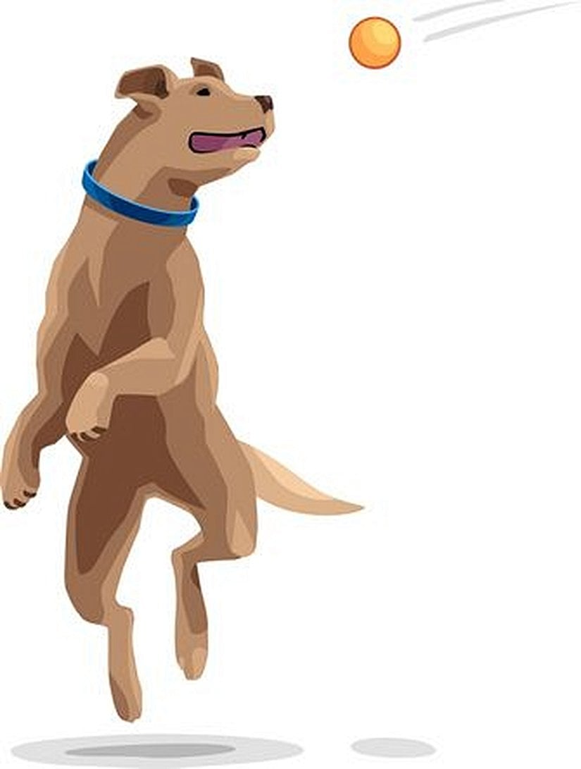 Görsel 1. Evcil köpekler genelde oyunu severler ve belirli etkinlikler ya da oyuncaklara yönelik kuvvetli tercihler geliştirebilirler.