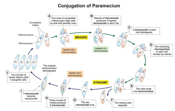 Paramesyum Konjugasyon