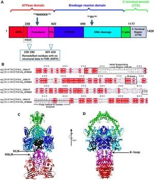 New Insights Into Fungal Topoisomerase II Could Aid Antifungal Drug Development