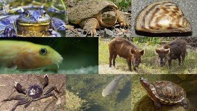 Dünya Üzerinde Kaç Tür Var?