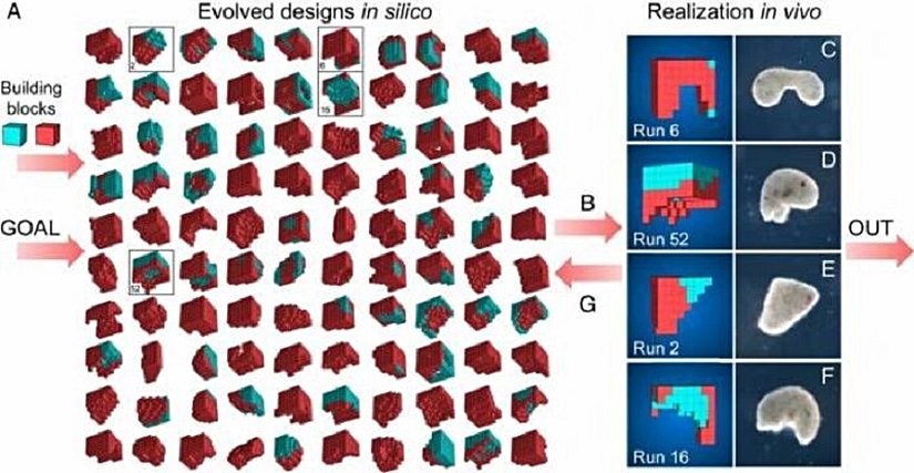 Sam Kriegman'ın başını çektiği ekip, yeni yaşam biçimleri geliştirmek için binlerce aday tasarım yaratmak amacıyla evrimsel bir algoritma kullandı.