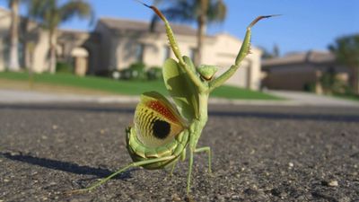 Peygamber Devesi (Mantodea)