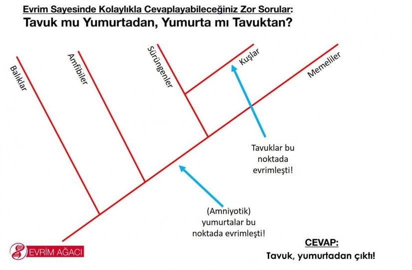 Tavuk ve yumurtaların filogenetik tarihi...